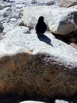 Image of Alpine Chough