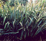 Image of New Zealand flax