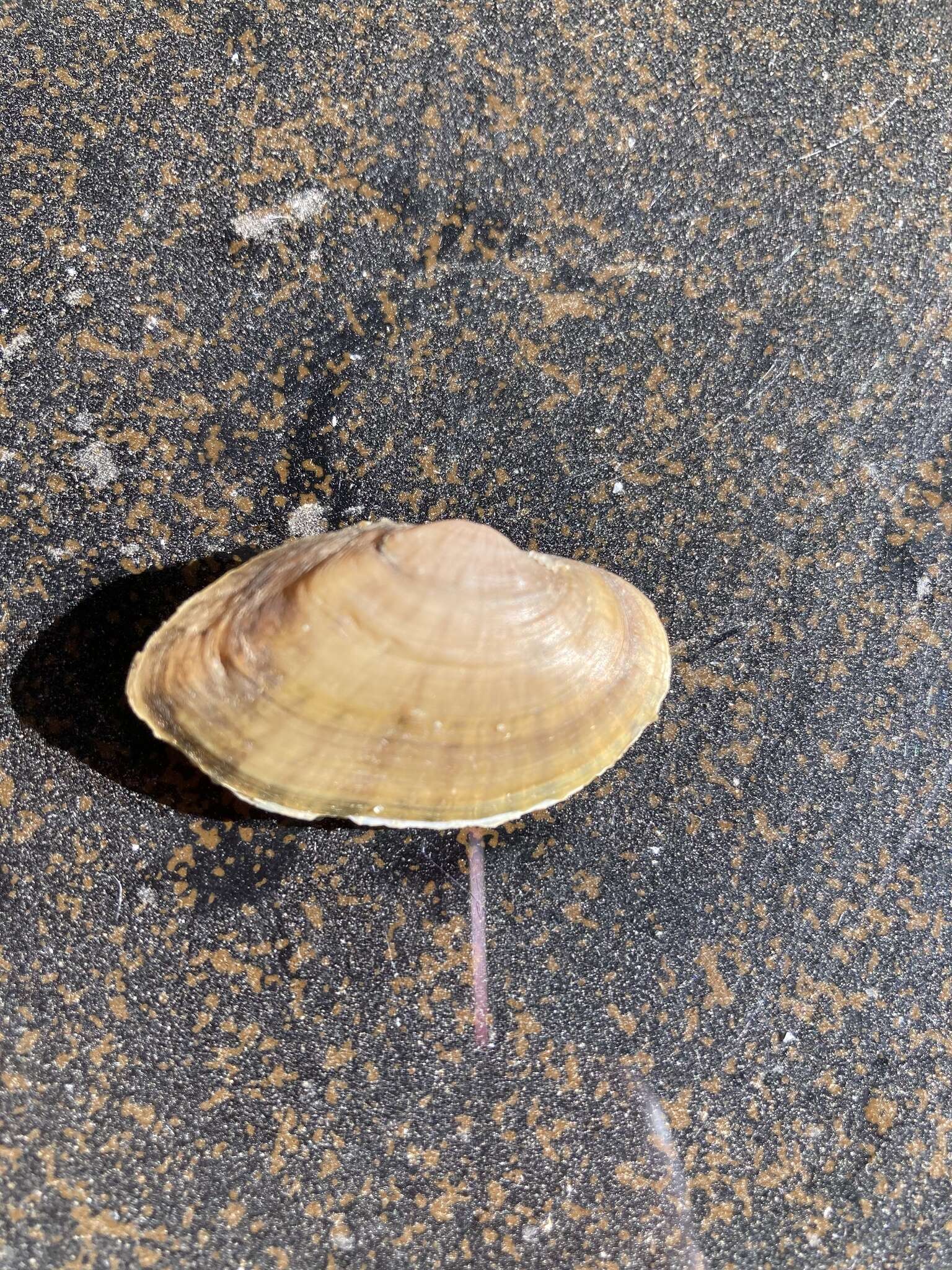 Image of Truncilla macrodon (I. Lea 1859)