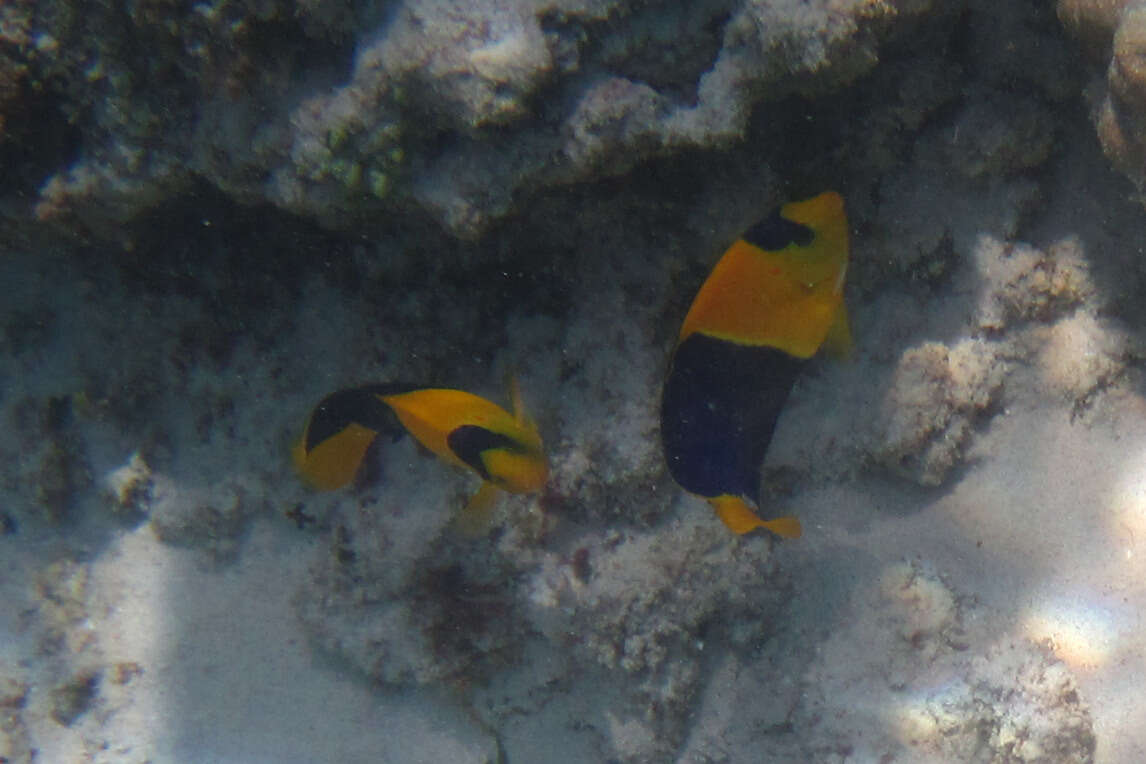 Image of Bicolor Angelfish