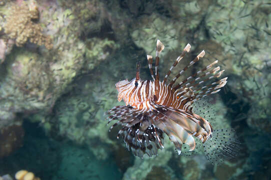 Pterois miles (Bennett 1828) resmi