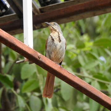 Image of Collared Palm Thrush