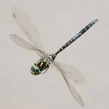 Image of Common Hawker