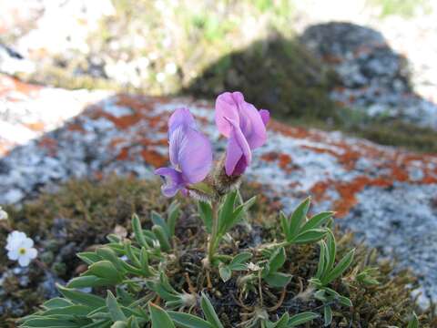 Plancia ëd Oxytropis triphylla (Pall.) Pers.