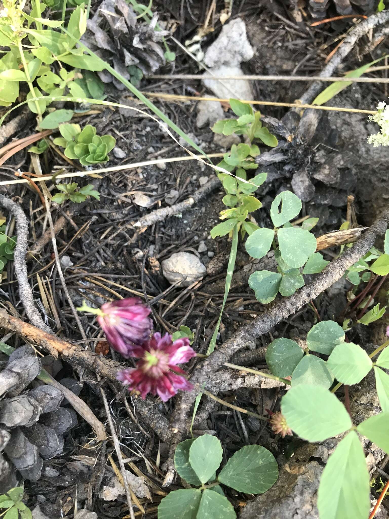 Image de Trifolium kingii subsp. productum (Greene) D. Heller