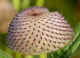 Image of woolly thistle