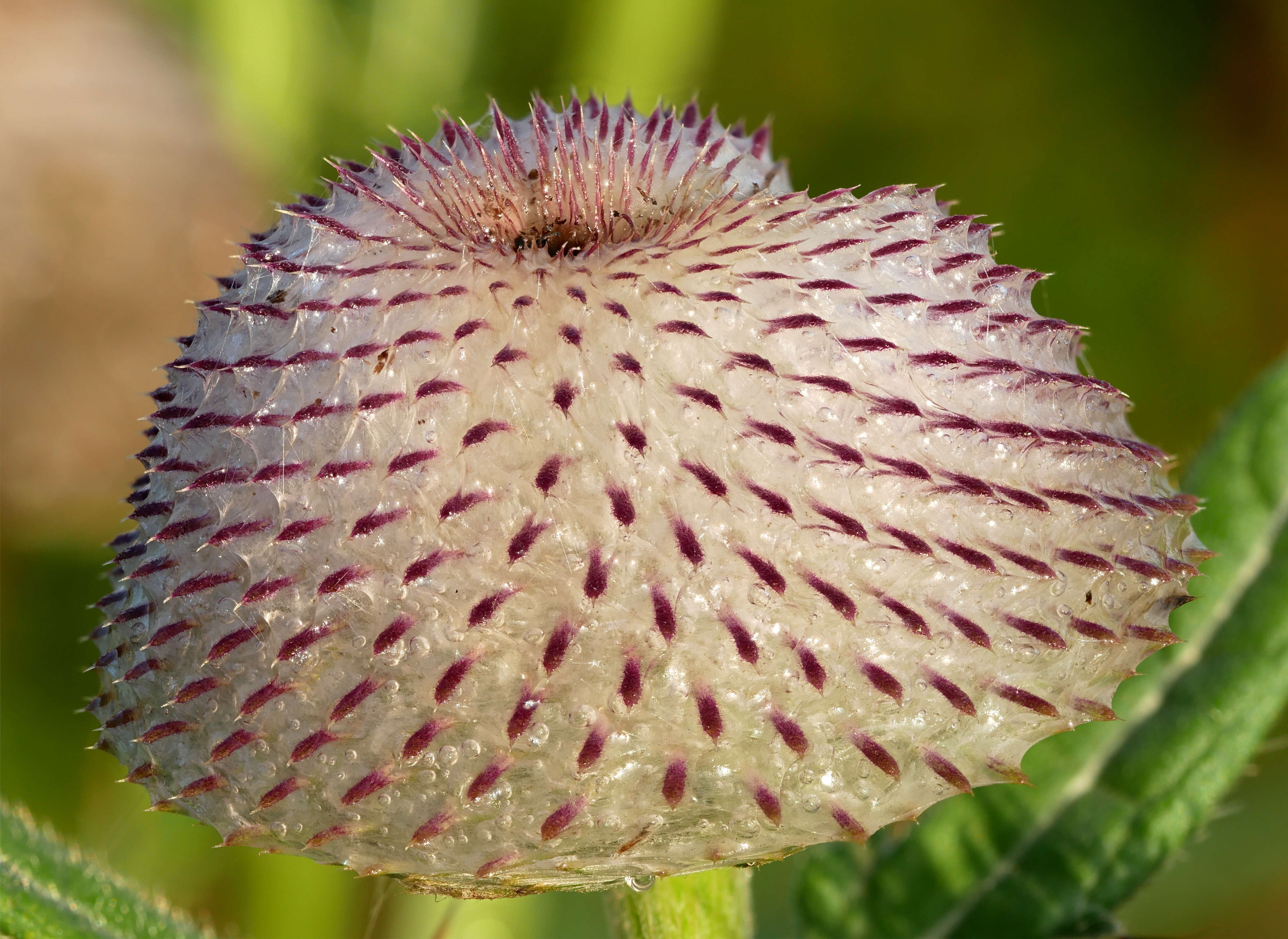 Image of woolly thistle