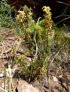 Image of Pedicularis myriophylla Pall.
