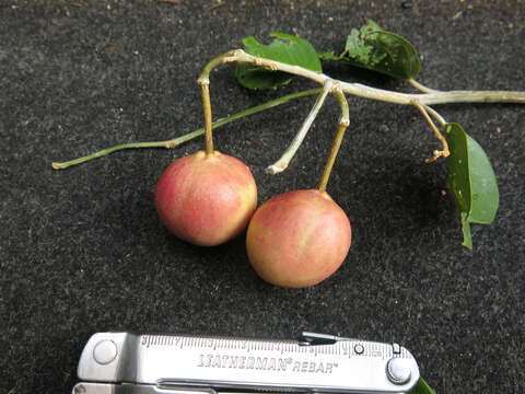 Imagem de Capparis quiniflora DC.