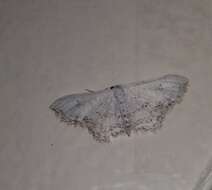 Image of Idaea textaria Lederer 1861