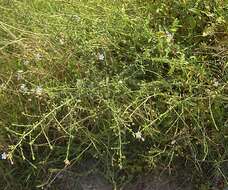 Image of Plumbago europaea L.