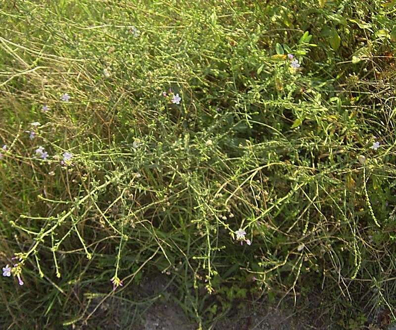 Image of Plumbago europaea L.