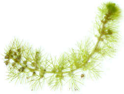 Image of Greater Bladderwort