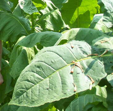 Image of Aztec tobacco