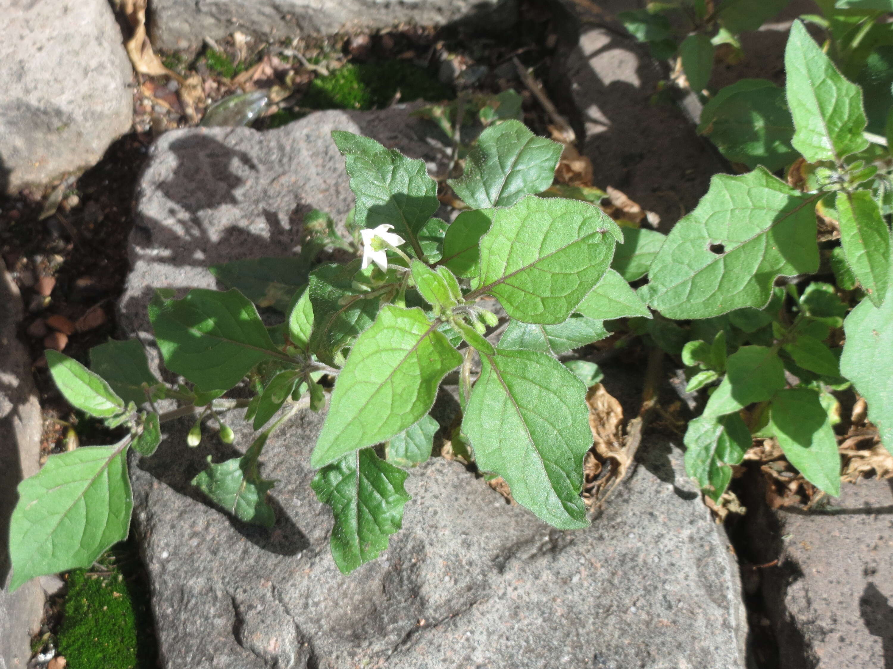 Image of European Black Nightshade