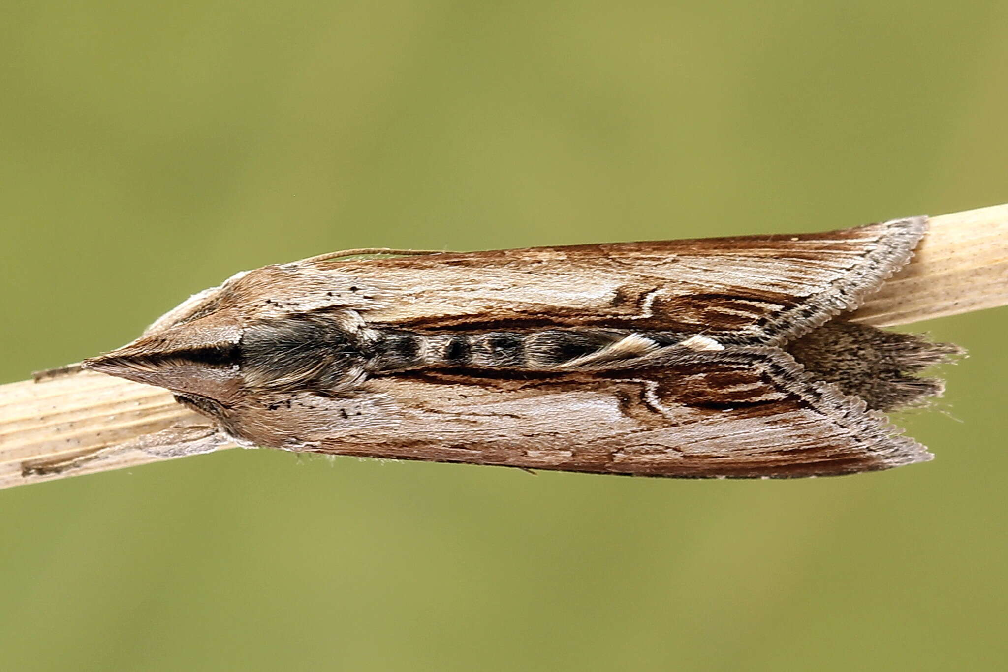 Imagem de Cucullia asteris Schiffermüller 1775