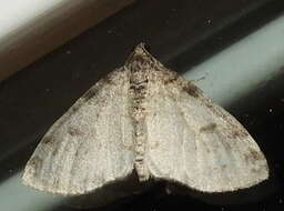 Image of Powdered Bigwing