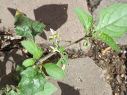 Image of European Black Nightshade