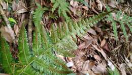 Sivun Athyrium pubicostatum Ching & Z. Y. Liu kuva