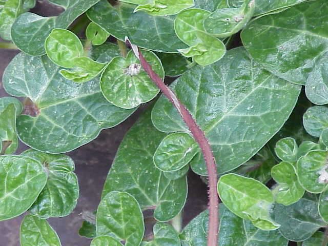 Image de Aristolochia lindneri A. Berger