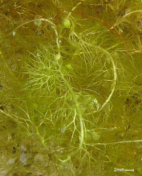 Image of Greater Bladderwort