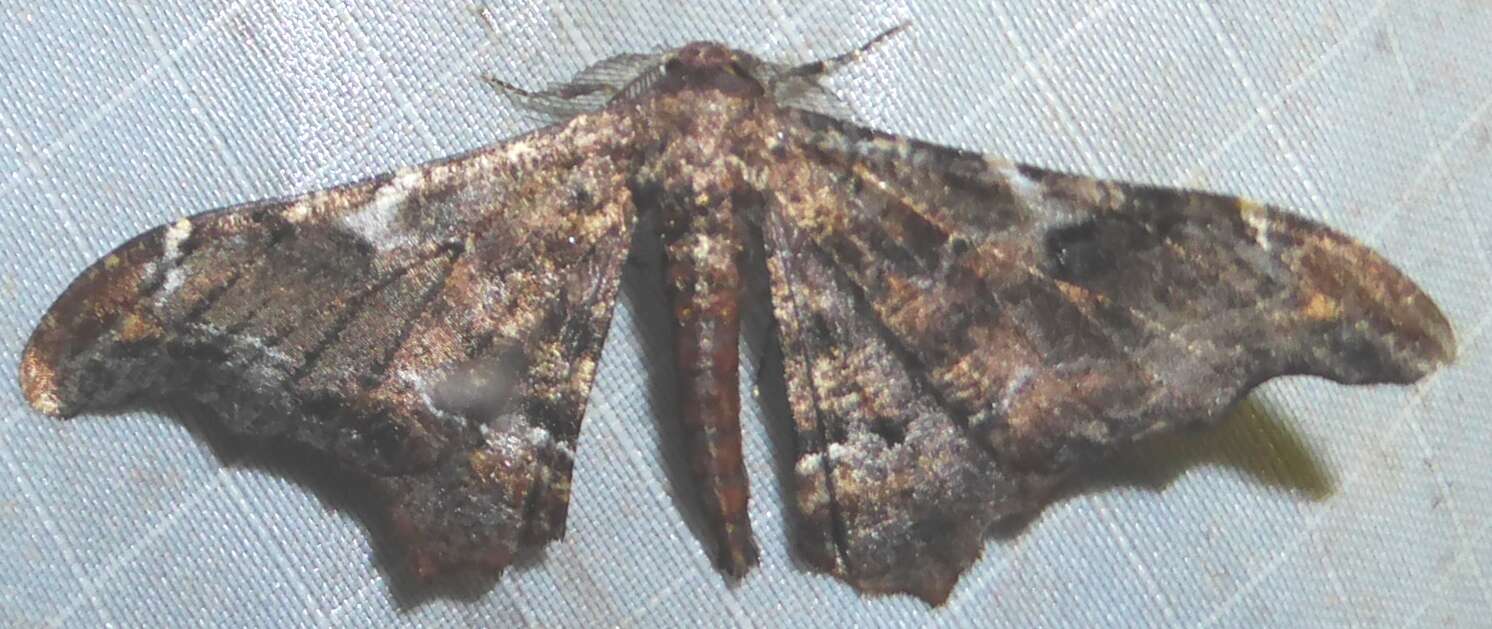 صورة Hyposidra violescens