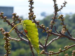 Image of Ficus arnottiana (Miq.) Miq.