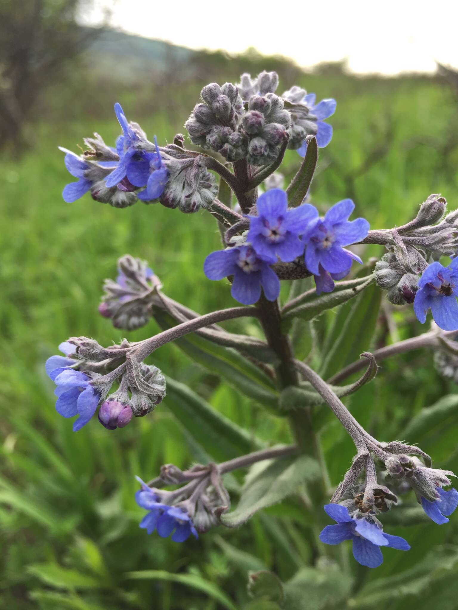 Слика од Cynoglottis