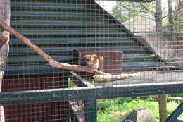 Image of pine squirrel