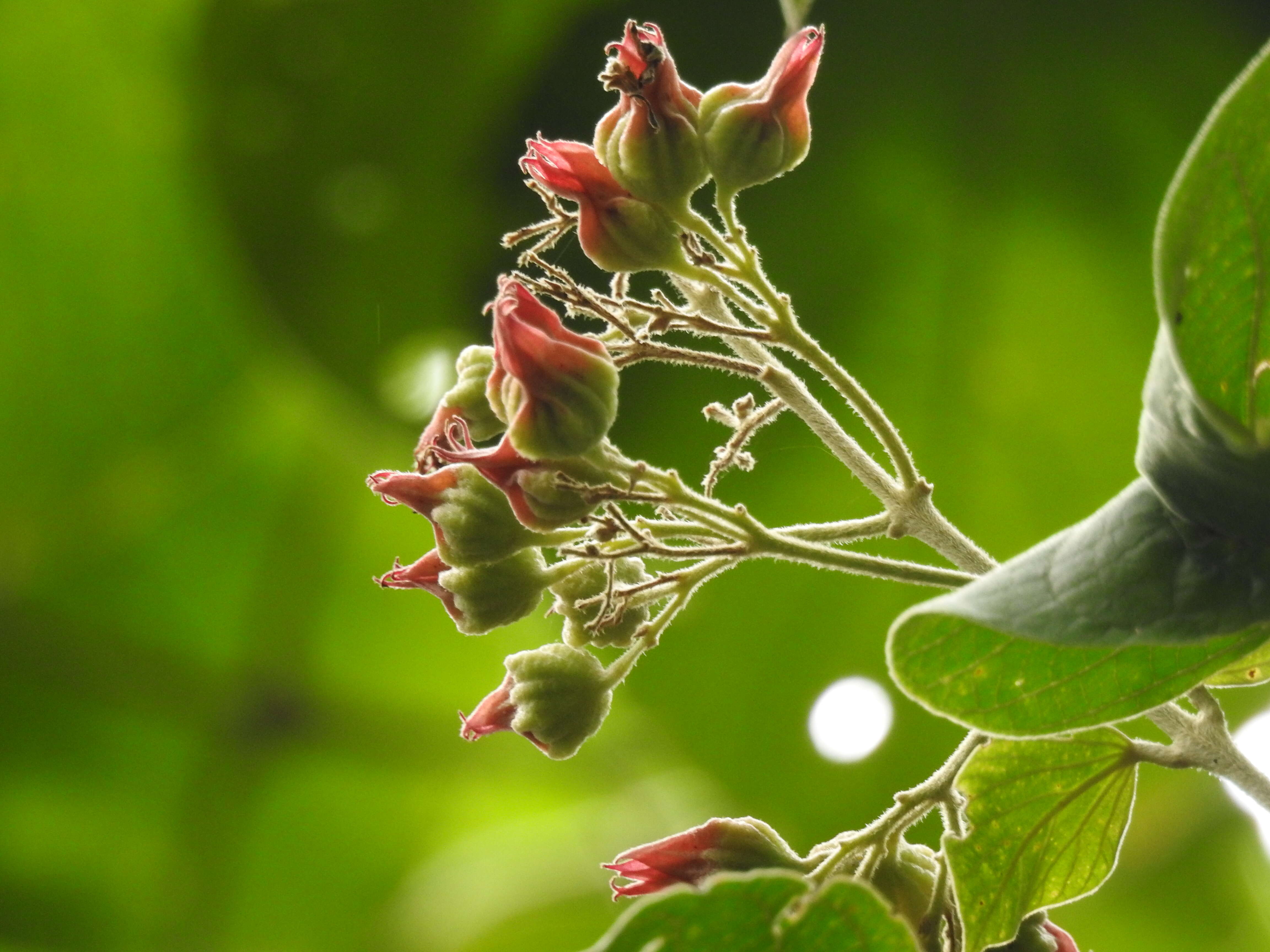 Image of Clerodendrum infortunatum L.