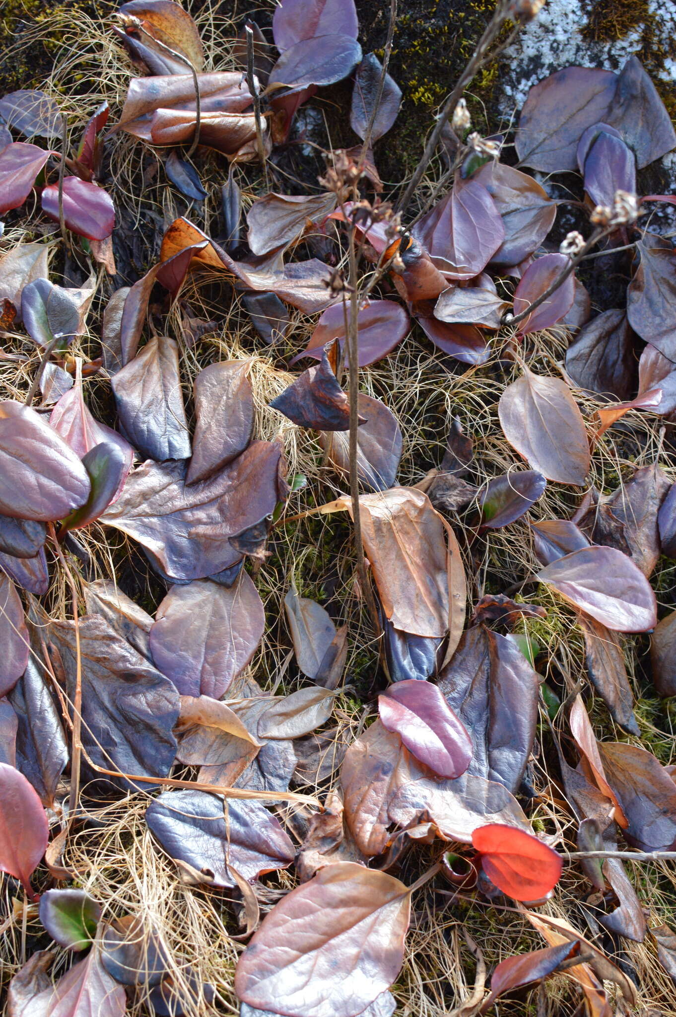 Image of Bergenia purpurascens (Hook. fil. & Thoms.) Engl.