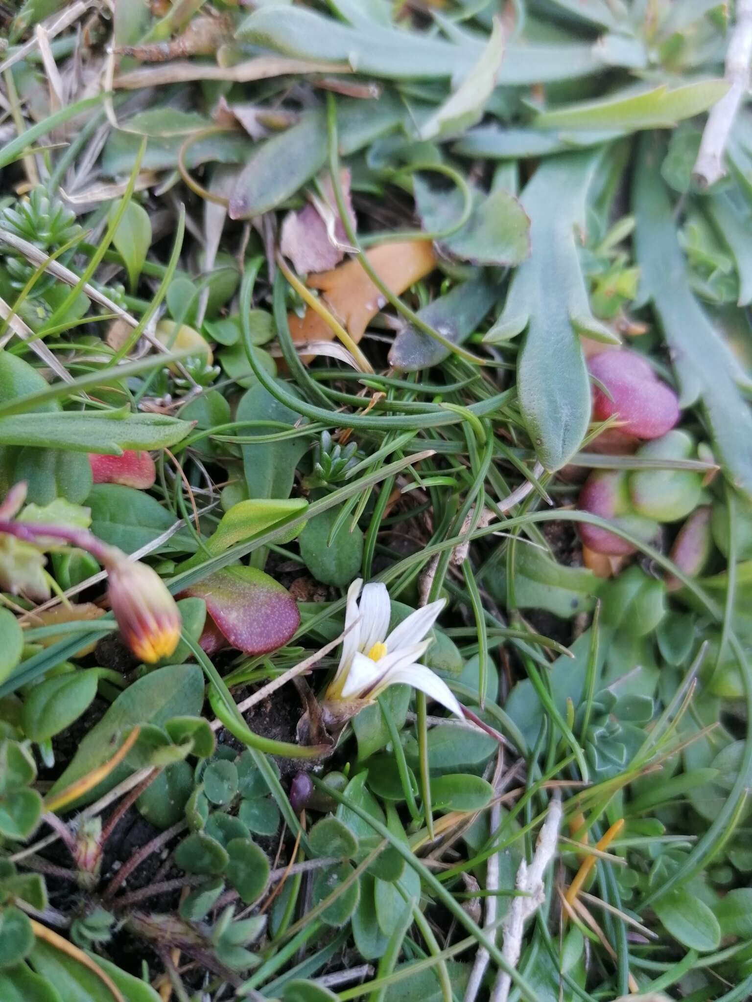 Image of Romulea columnae subsp. columnae