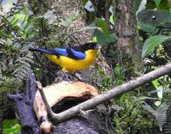 Image of Blue-winged Mountain Tanager