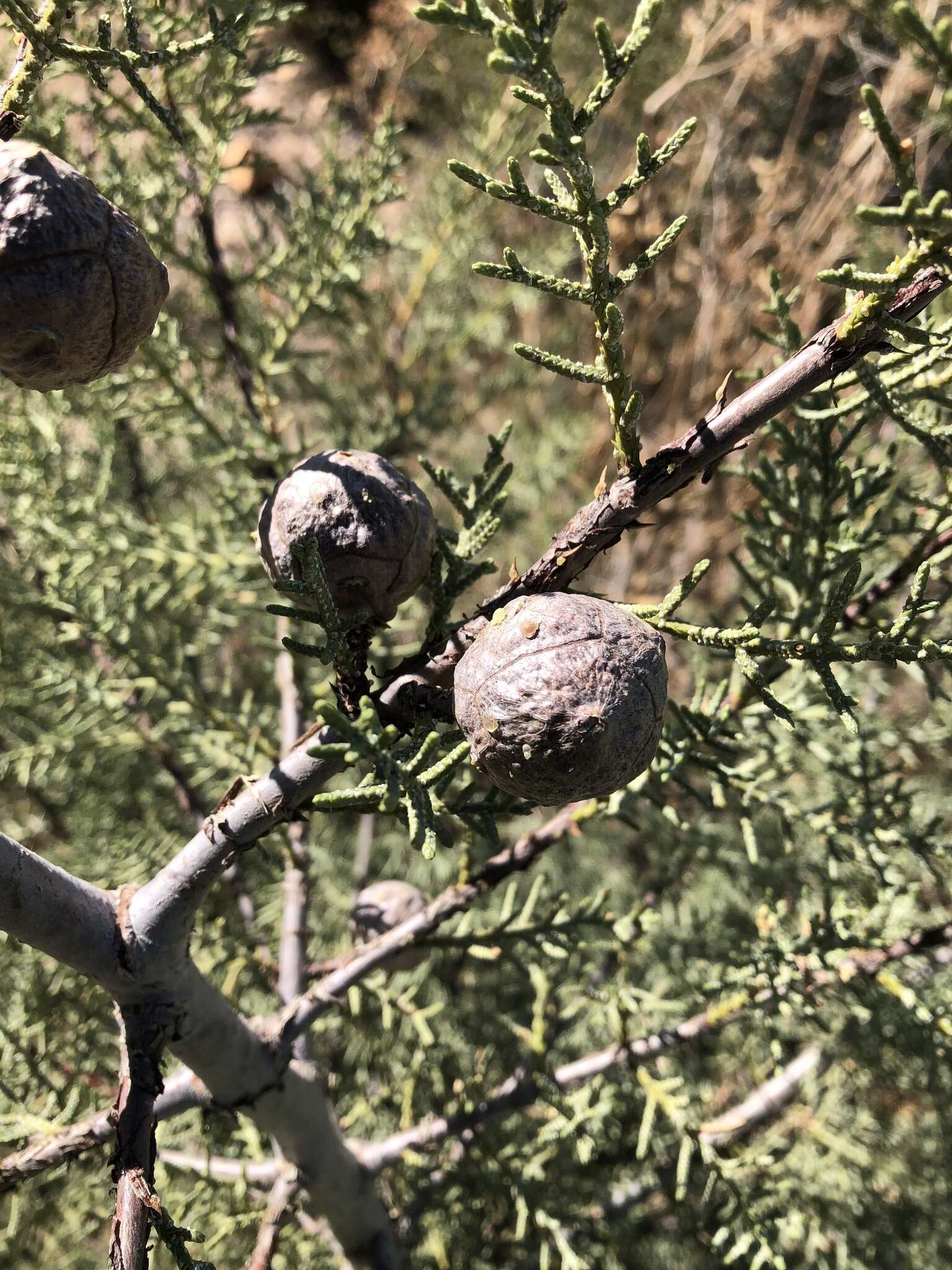 Cupressus arizonica var. nevadensis (Abrams) Little resmi