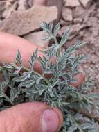 Imagem de Lomatium observatorium L. Constance & B. Ertter