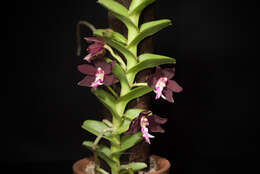 Trichoglottis atropurpurea Rchb. fil. resmi