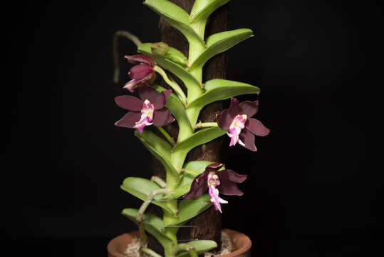 Trichoglottis atropurpurea Rchb. fil. resmi