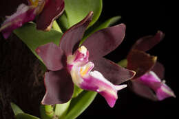 Trichoglottis atropurpurea Rchb. fil. resmi