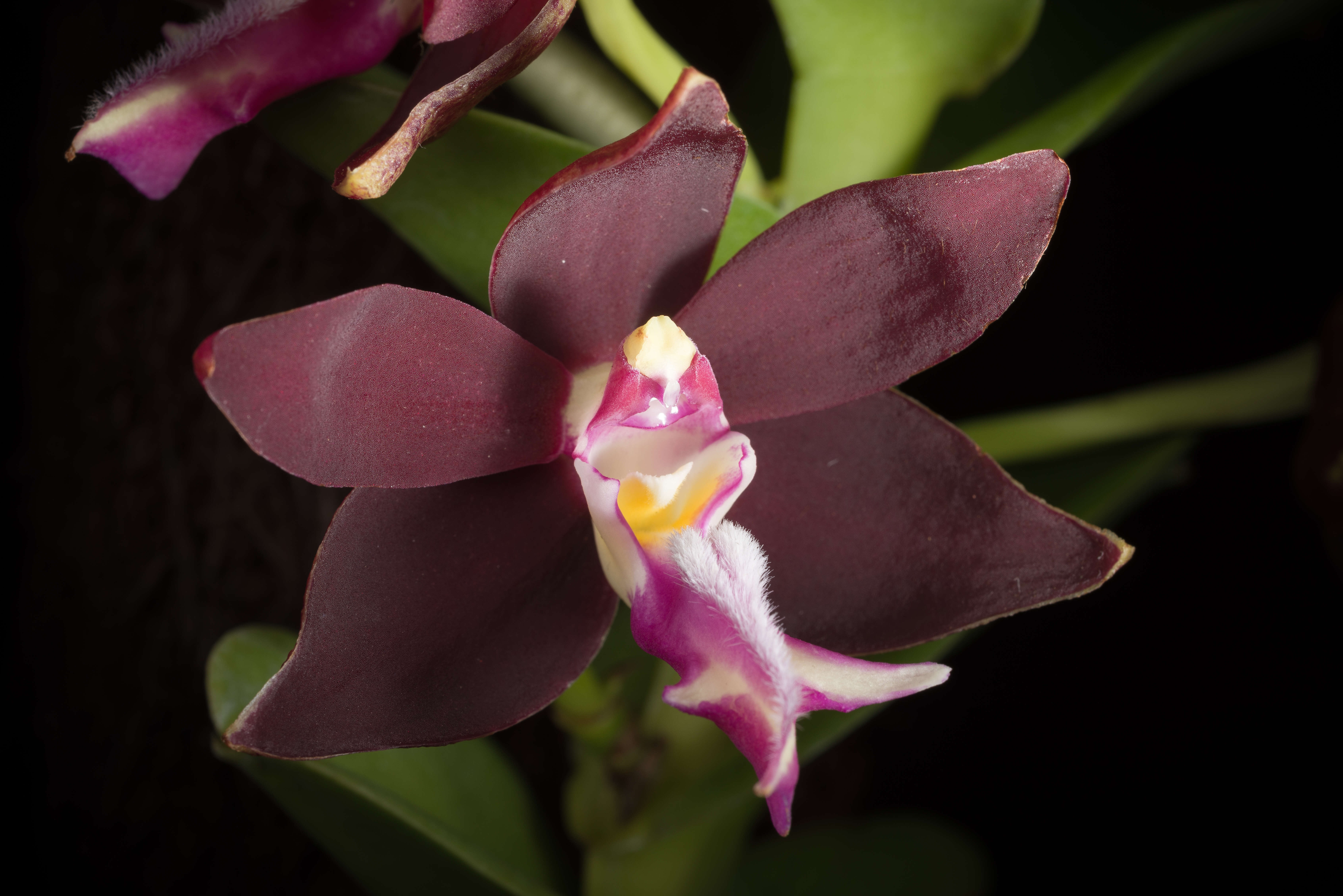 Trichoglottis atropurpurea Rchb. fil. resmi