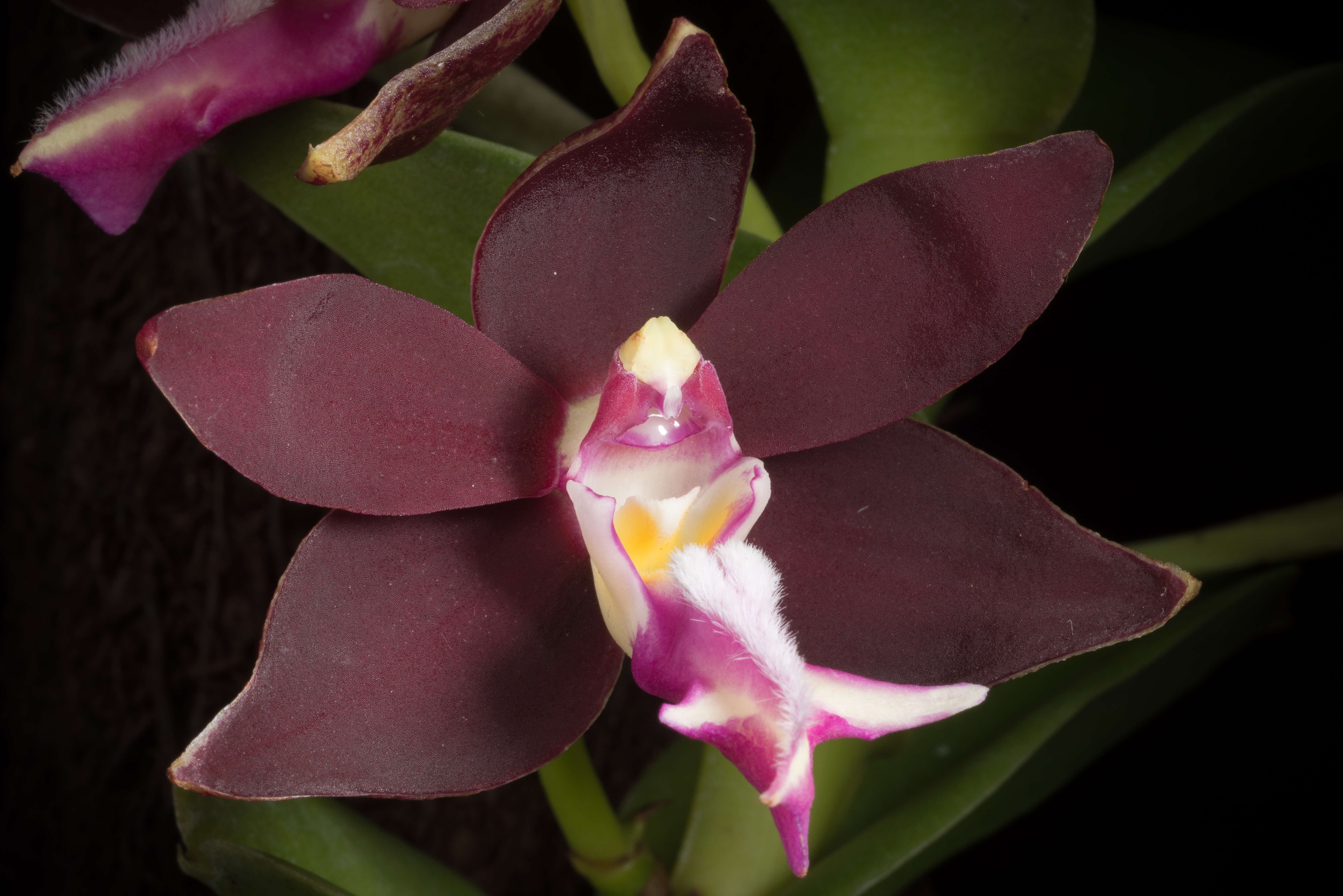 Trichoglottis atropurpurea Rchb. fil. resmi