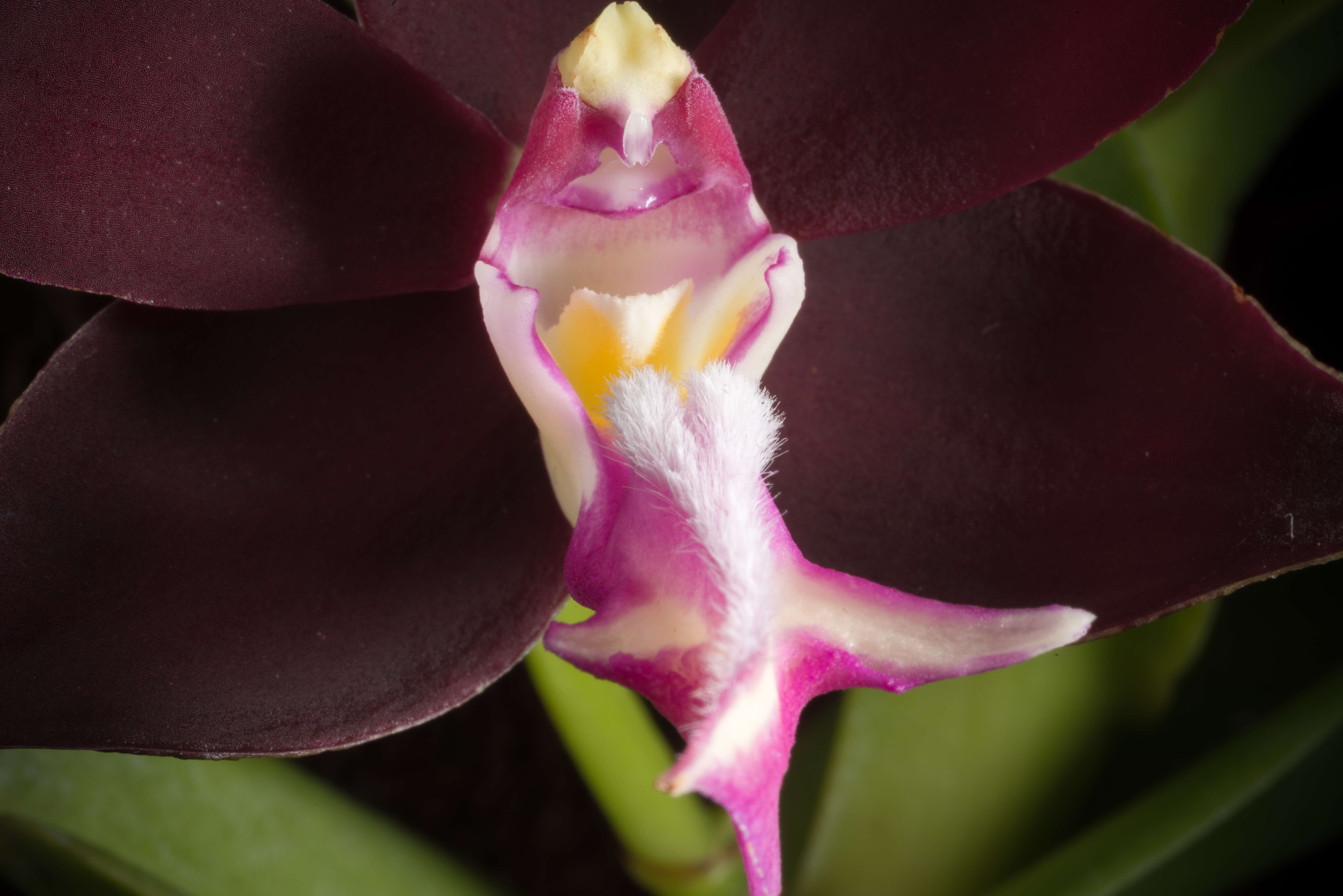 Trichoglottis atropurpurea Rchb. fil. resmi