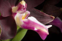 Trichoglottis atropurpurea Rchb. fil. resmi