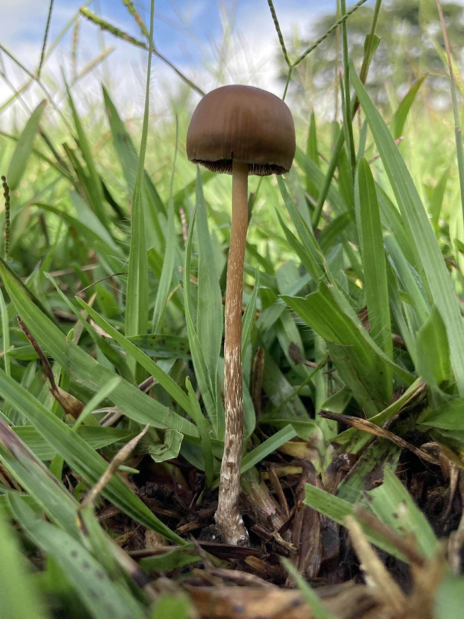 Plancia ëd Psilocybe subtropicalis Guzmán 1995