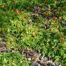 Image of Rubus xanthocarpus Bur. & Franch.