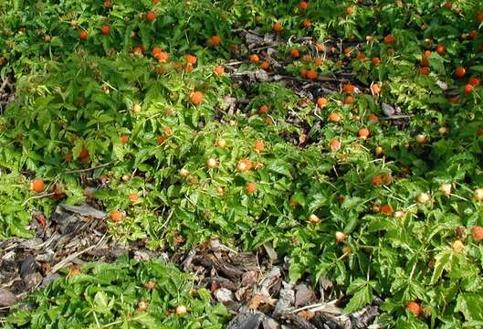 Rubus xanthocarpus Bur. & Franch. resmi