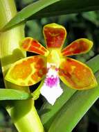 Trichoglottis resmi