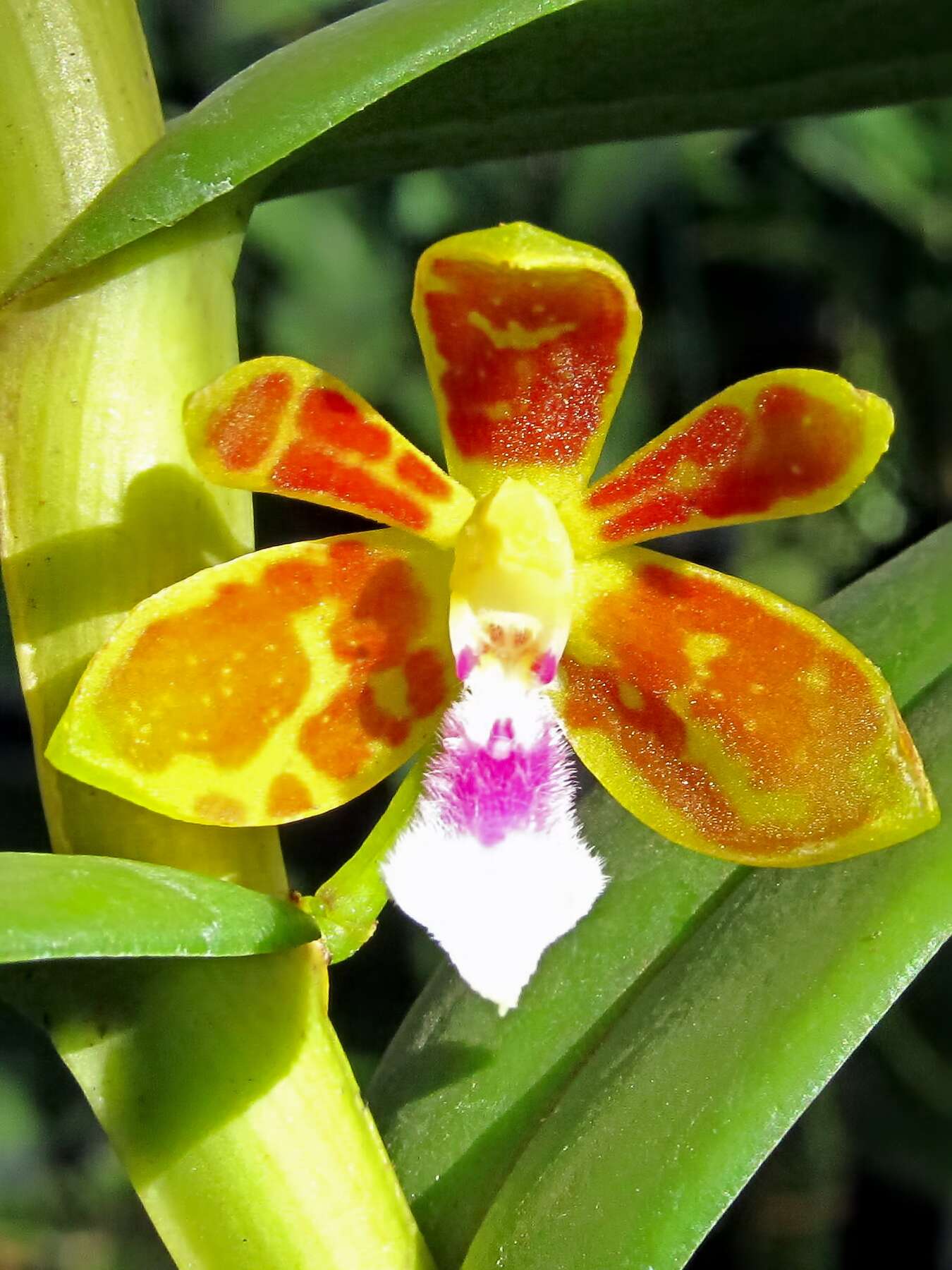 Trichoglottis resmi