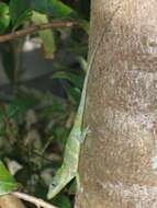 Image of Cuban Giant Anole