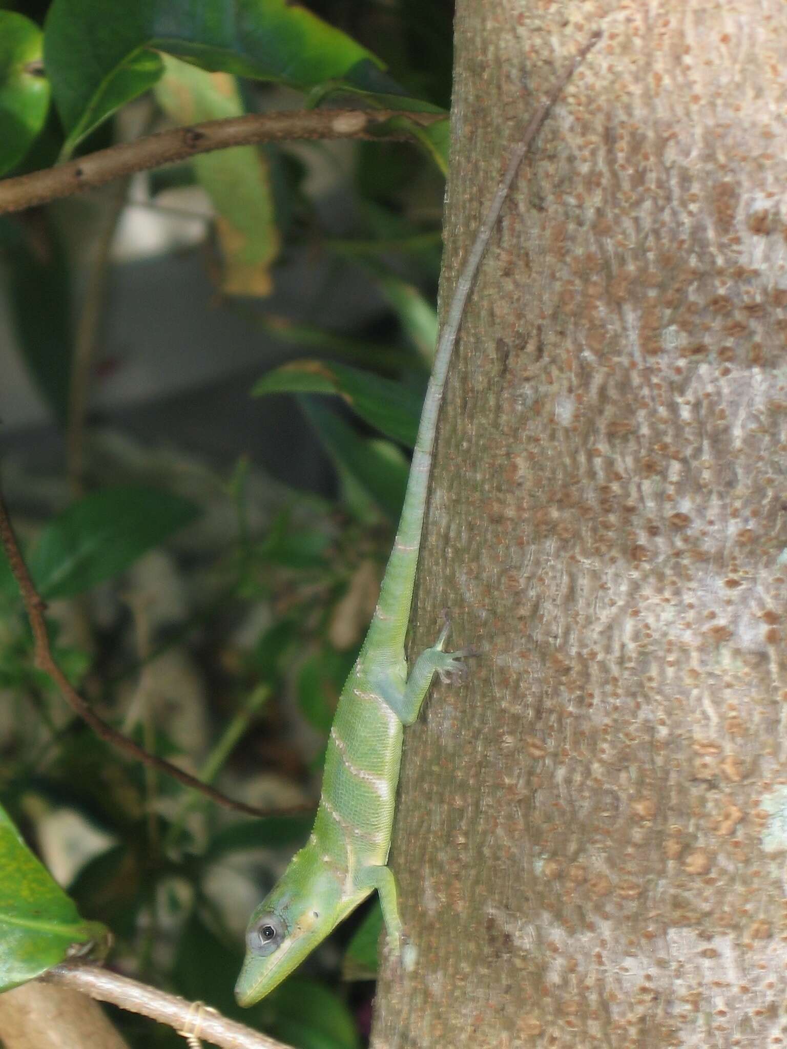 Image of Cuban Giant Anole