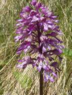 Image de Orchis hybrida (Lindl.) Boenn. ex Rchb.